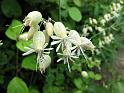 2010-06-12, Uttewalder Grund (50)